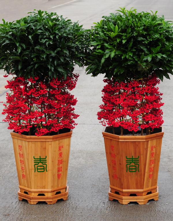 金玉满堂花怎么养寓意这么好赶紧养一盆