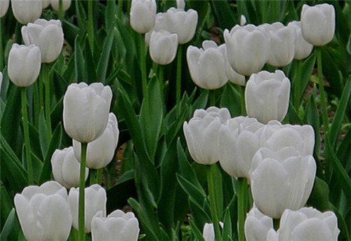 白色郁金香花语是什么呢