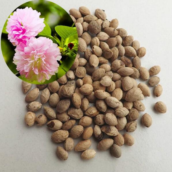 樱花种子种植方法樱花种子什么时候播种