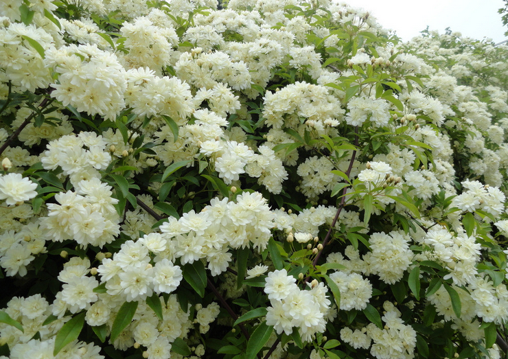木香花怎么养木香花如何栽培繁殖