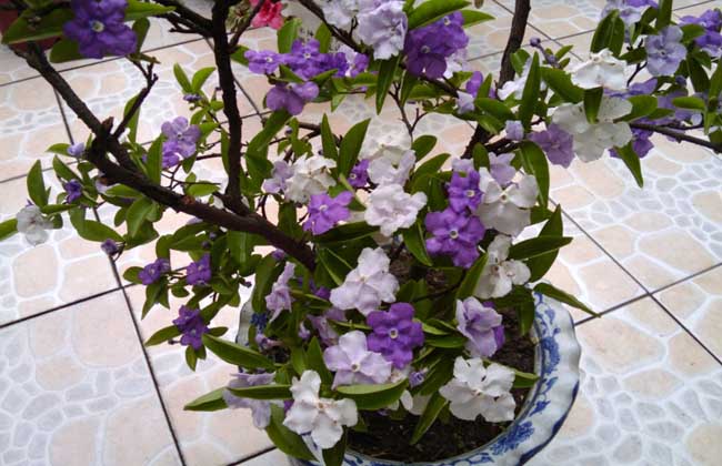 双色茉莉怎么养双色茉莉繁殖方法