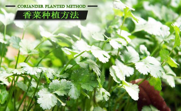 香菜的学名叫做芫荽,具有很高的药用价值,起表出体外又可开胃消郁还可