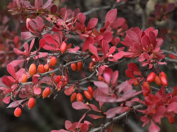 紫叶小檗的繁殖方法紫叶小檗的主要用途