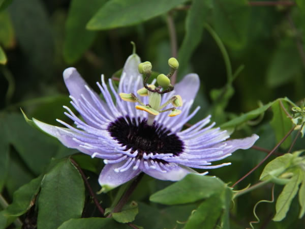西番莲花语代表意义西番莲花语传说故事
