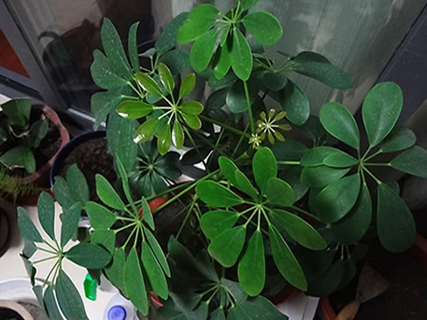 鹅掌藤的养殖方法鹅掌藤和鹅掌柴区别