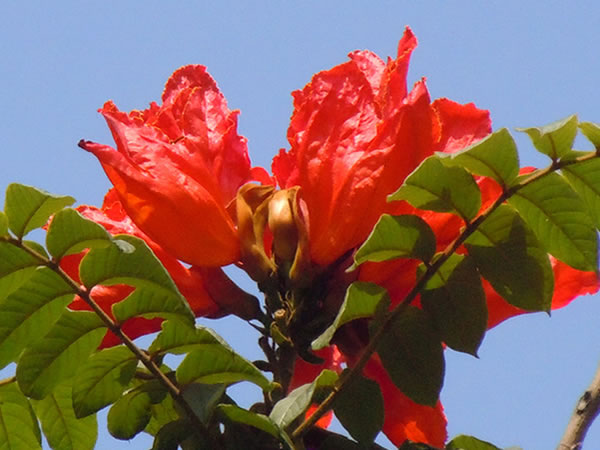 火焰木花期是什么时候火焰木花语是什么