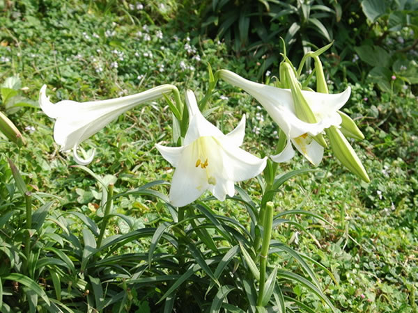 麝香百合花语大全麝香百合形态特征