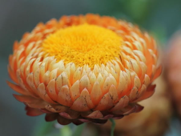 蜡菊花语是什么蜡菊价值有哪些