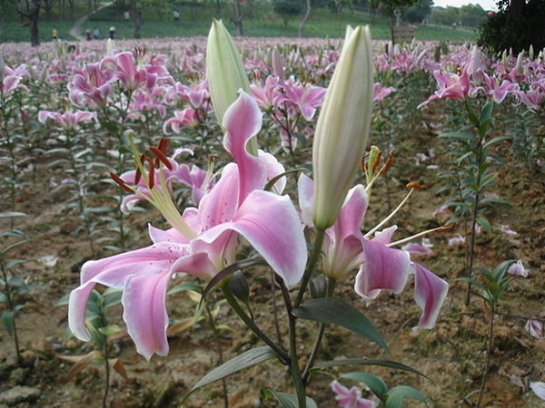 狐尾百合花语及象征意义狐尾百合简介