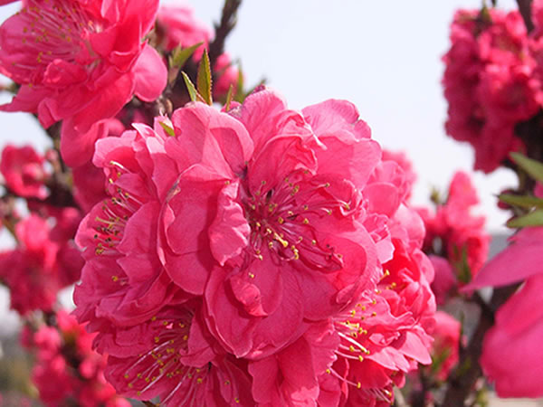 碧桃花语大全碧桃花语传说