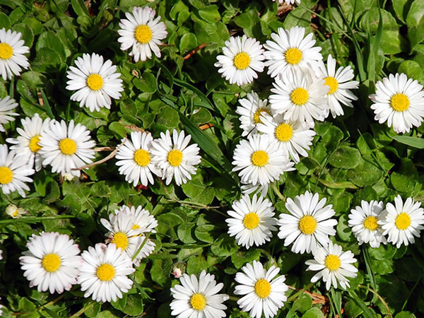 洋甘菊简介洋甘菊花语大全