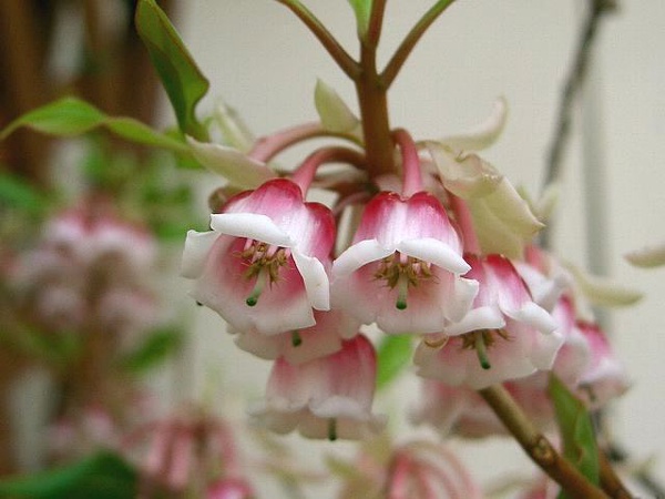 吊钟花花语是什么吊钟花几月份开花