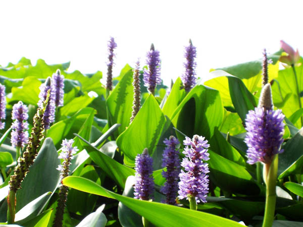 再力花花语是什么再力花花语和花期分享