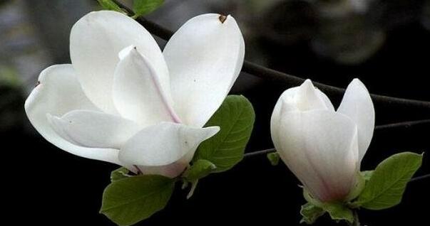 玉兰花什么时候开玉兰花花期和花语