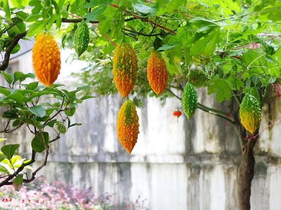 金铃子种植方法的详解金铃子图片