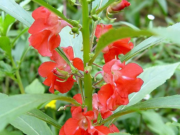 凤仙花的资料简介凤仙花的生长过程分析