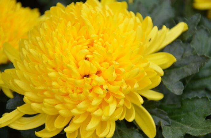 菊花有什么象征意义菊花代表什么