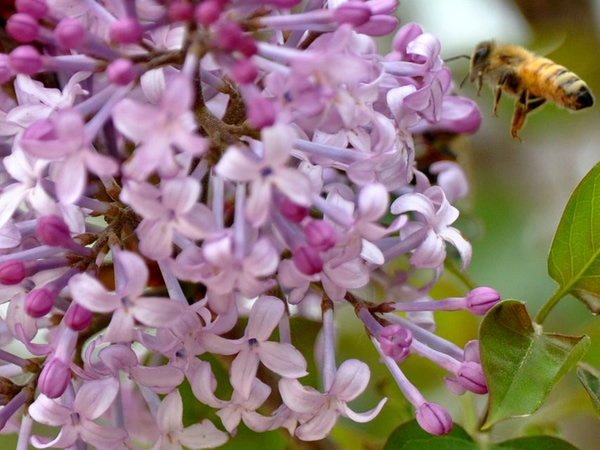 四季丁香花期5-10月;小叶丁香花期4月下旬至5月上