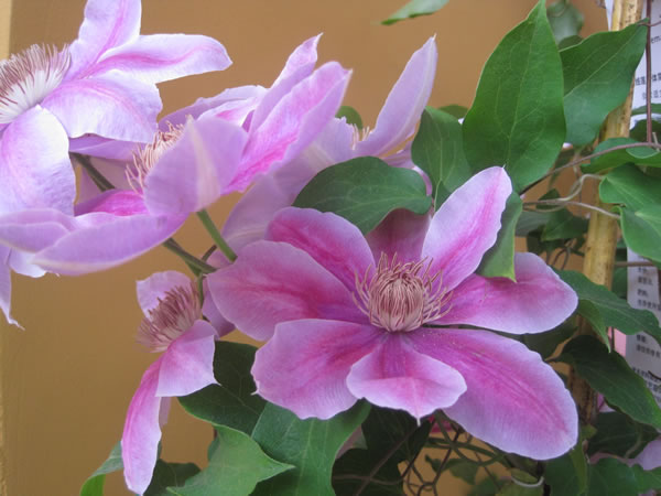铁线莲的花语是什么铁线莲的花语及作用