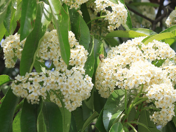 石楠花花语是什么石楠花花语大全