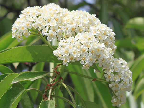 石楠花花语是什么石楠花花语大全