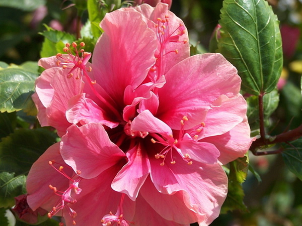 扶桑花花语是什么扶桑花象征意义与传说