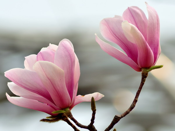 玉兰花的寓意是什么玉兰花花语与传说故事