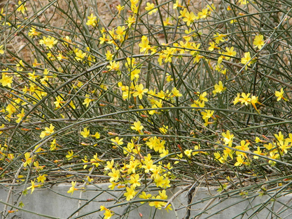 迎春花是什么颜色迎春花的特点及花语