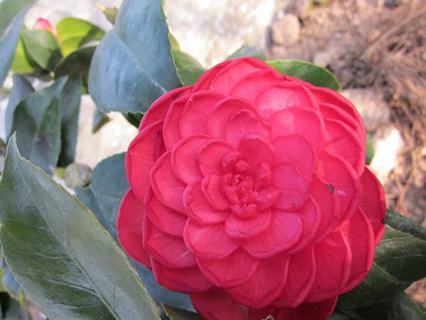 山茶花花语是什么山茶花花语解析