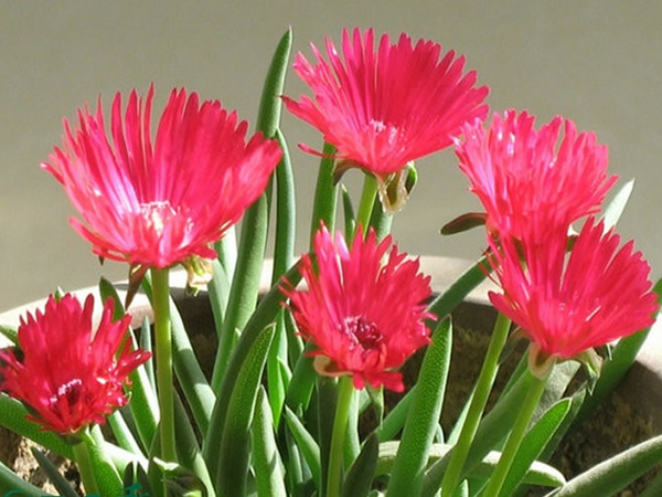 奔龙开花图片
