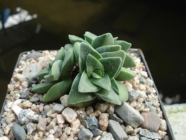 多肉植物神童怎么养多肉植物神童和新娘捧花的区别