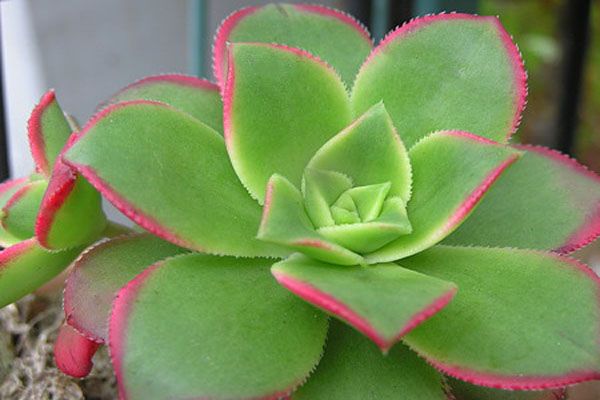 红缘莲花掌的养殖方法红缘莲花掌和艳日辉的区别