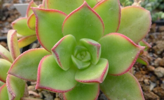 红缘莲花掌的养殖方法红缘莲花掌和艳日辉的区别
