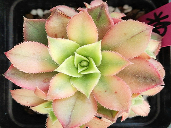 红缘莲花掌的养殖方法红缘莲花掌和艳日辉的区别