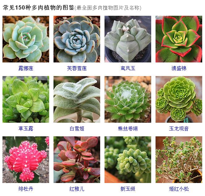 150种常见多肉植物图鉴全面的多肉植物图片及名称