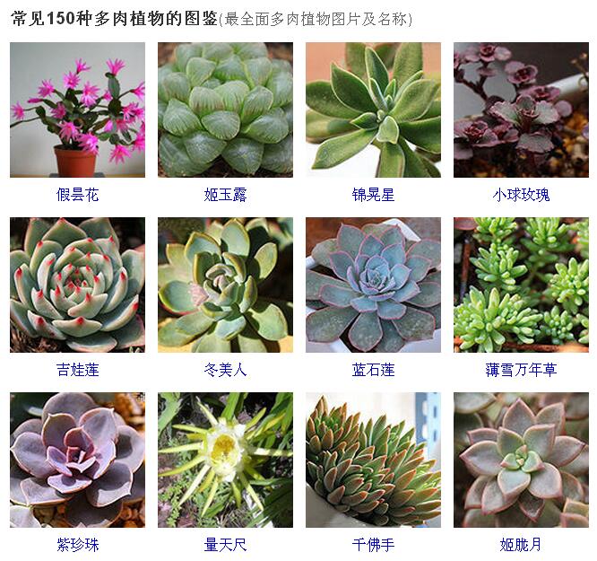 150种常见多肉植物图鉴全面的多肉植物图片及名称