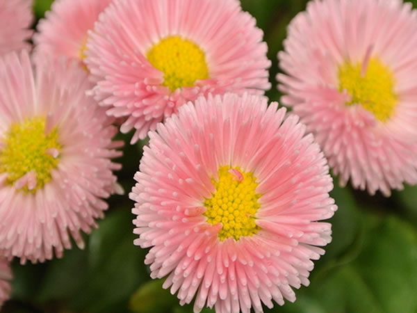 翠菊花语是什么翠菊花语及简介