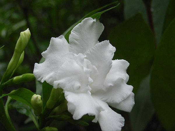 狗牙花怎么养 狗牙花的养殖方法-齐乐资源站