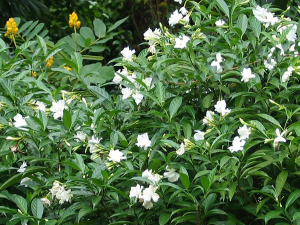 狗牙花怎么养 狗牙花的养殖方法-齐乐资源站
