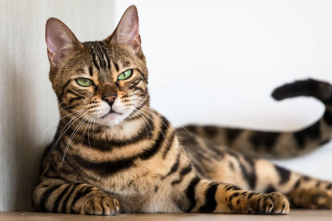 孟加拉豹猫的身材非常矫健,长相很帅气,饲养难度不是很大.