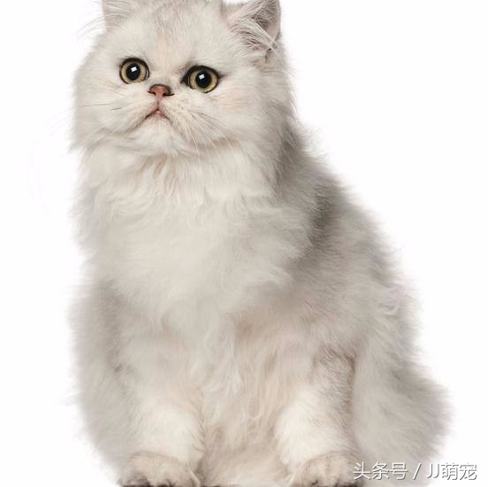 褴褛猫多少钱一只褴褛猫最新售价分享