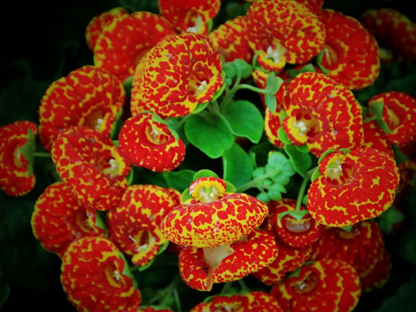 荷包花如何养殖荷包花的养殖方法